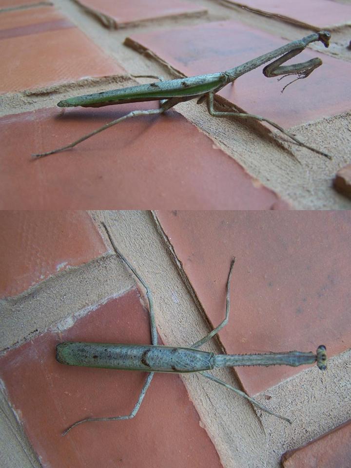 FIGURE 1 FIGURE 1